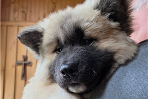 Adeline - Akita for sale