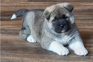 Adelia - Akita for sale