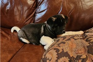 Matthew - puppy for sale