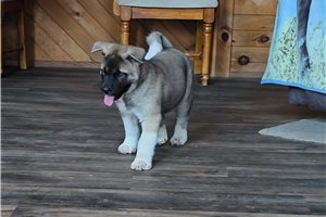 Gamma - Akita for sale