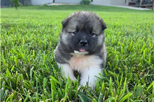 Bravo - Akita for sale