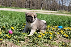 Joseph - puppy for sale