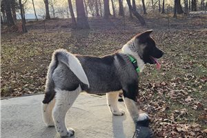 Rona - puppy for sale