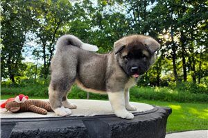 Gamma - Akita for sale
