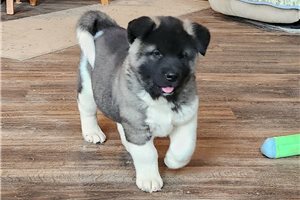 Jeremy - puppy for sale