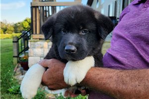 Sharon - Akita for sale