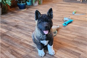 Gabriel - Akita for sale