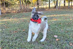 Octavius - Akita for sale