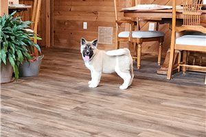 Gozen - Akita for sale