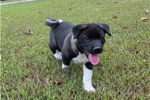 Orla - puppy for sale