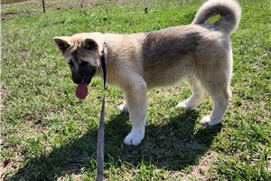 Noah - Akita for sale