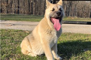 Noah - Akita for sale