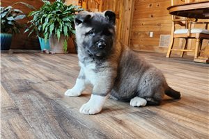 Kinley - puppy for sale