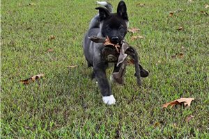 Omari - Akita for sale