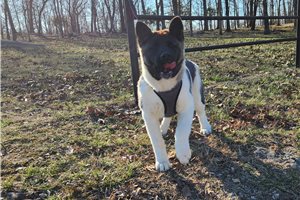 Romy - Akita for sale