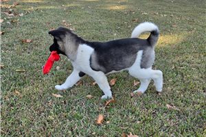Peaches - Akita for sale