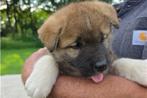 Alpha - Akita for sale