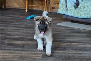 Gamma - Akita for sale