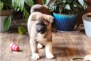 Ronin - Akita for sale