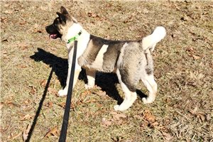 Romy - Akita for sale