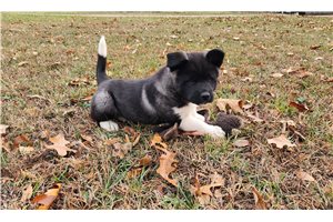 Rory - puppy for sale