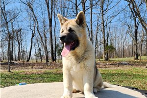 Noah - Akita for sale
