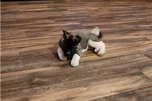 Millie - puppy for sale