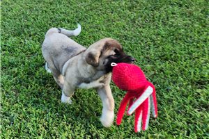 Eric - Akita for sale