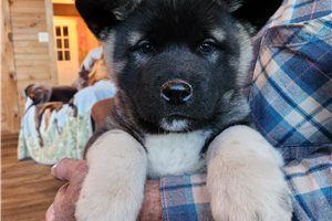 Maeve - puppy for sale