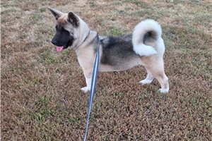 Gamma - Akita for sale