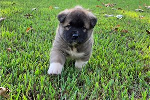 Adam - Akita, placed in Springfield