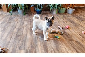 Bonsai - Akita for sale