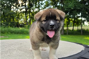 Beta - Akita for sale