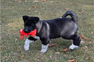 Orla - Akita for sale