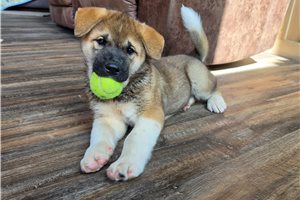 Alpha - Akita for sale