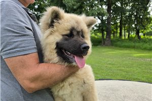 Adeline - Akita for sale