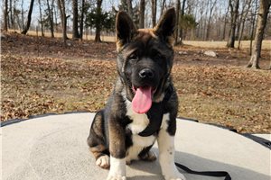 Mateo - Akita for sale