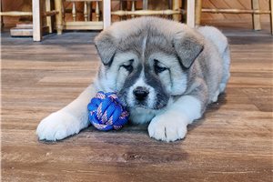 Tokyo - puppy for sale