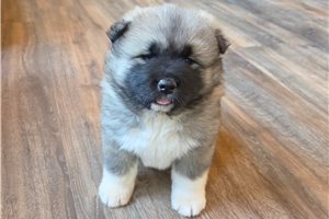 Adeline - Akita for sale