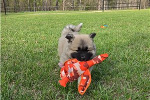 Adeline - Akita for sale