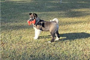 Opal - Akita for sale