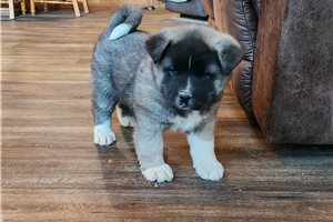 Katana - puppy for sale
