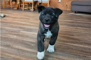Omari - Akita for sale