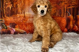 Lazarus - Standard Poodle for sale
