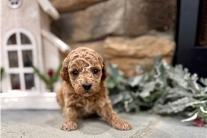 Brooklyn - Poodle, Miniature for sale