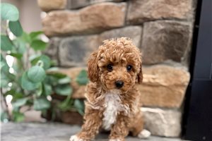 Burt - Poodle, Miniature for sale