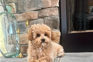Bash - Poodle, Miniature for sale