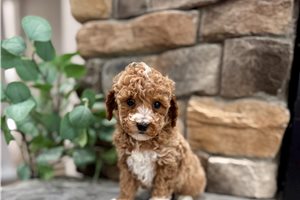 Blake - Poodle, Miniature for sale