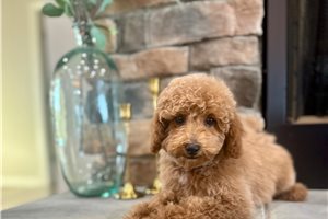 Bentley - Poodle, Miniature for sale