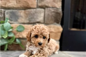 Bodie - Poodle, Miniature for sale